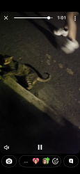 Found/Stray Male Cat last seen Not sure, Tandem, England HD5 0AR