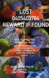 Lost Female Bird last seen Grierson drive Kilsyth, Kilsyth, VIC 3137