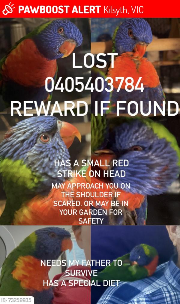 Lost Female Bird last seen Grierson drive Kilsyth, Kilsyth, VIC 3137