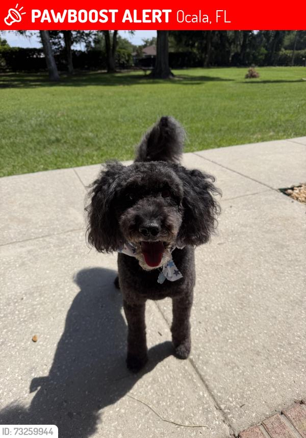 Lost Male Dog last seen Near, Ocala, FL 34479