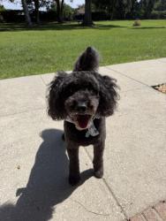 Lost Male Dog last seen Near, Ocala, FL 34479