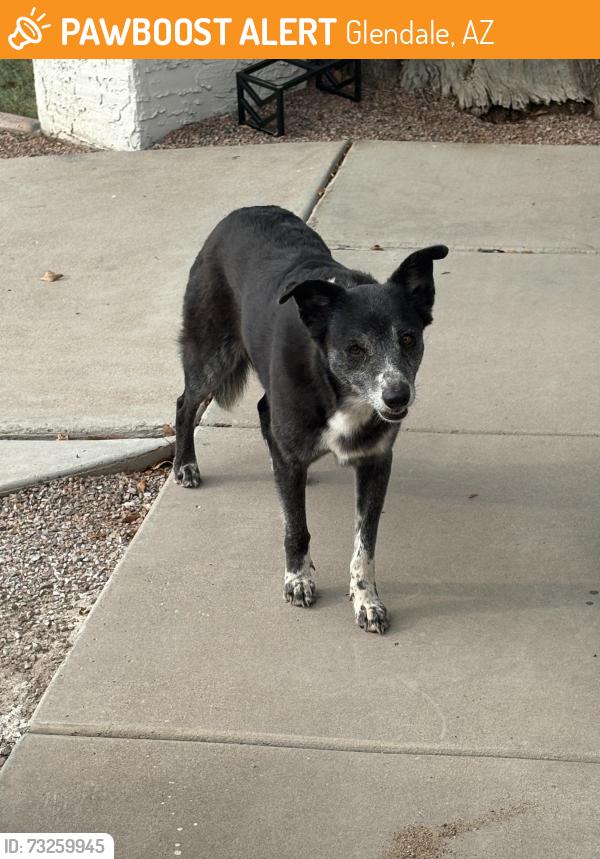 Found/Stray Unknown Dog last seen 75th and Missouri, Glendale, AZ 85303