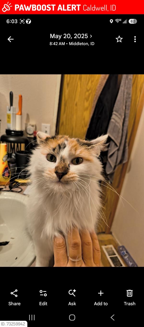 Lost Female Cat last seen Pearl rd, Caldwell, ID 83607