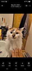 Lost Female Cat last seen Pearl rd, Caldwell, ID 83607