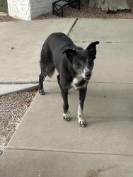 Found/Stray Unknown Dog last seen 75th and Missouri, Glendale, AZ 85303