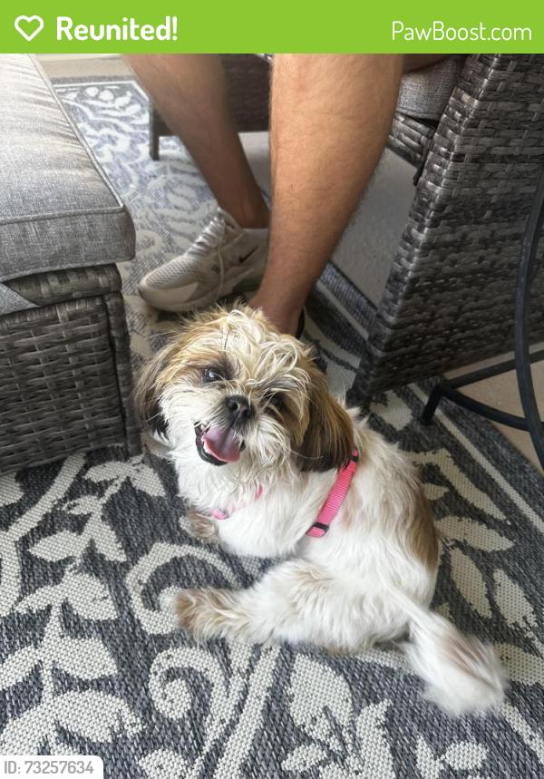 Reunited Male Dog last seen Villa city rd, Groveland, FL 34753