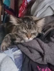 Lost Male Cat last seen Parkview Terrace townhomes, Lakewood, CO 80228