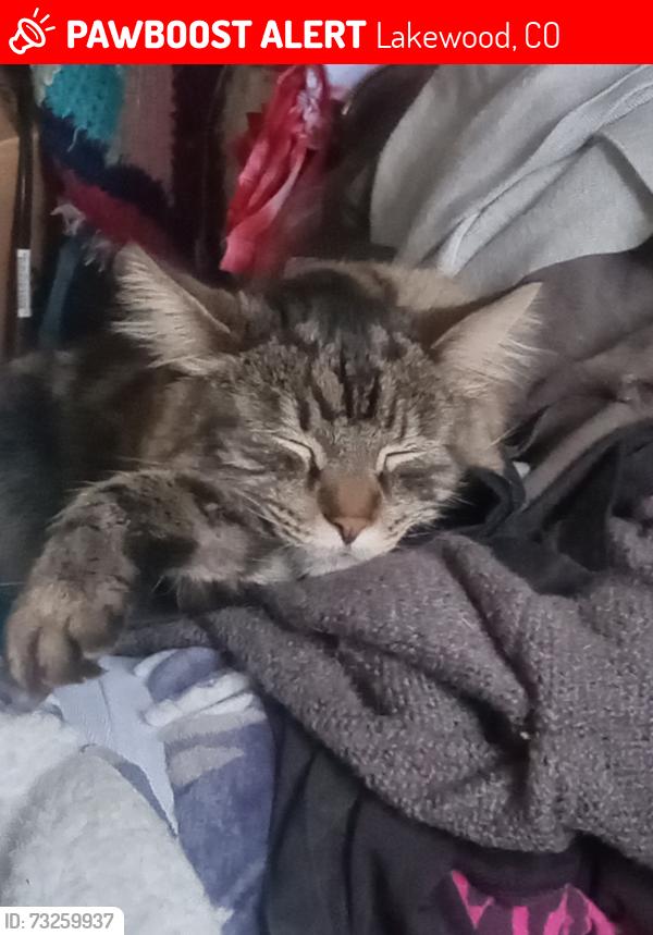 Lost Male Cat last seen Parkview Terrace townhomes, Lakewood, CO 80228