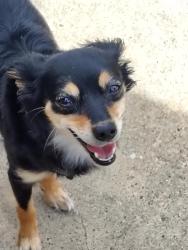 Lost Female Dog last seen Farmers and washington, Amarillo, TX 79101