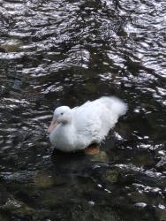 Found/Stray Unknown Bird last seen Applewood hills trail, nearest intersection Golden orchard, and burnhamthorpe, Mississauga, ON 