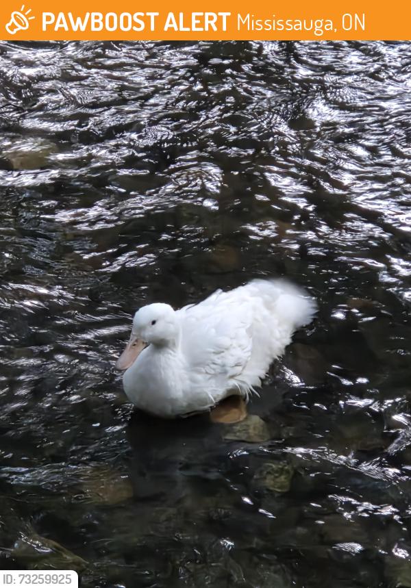Found/Stray Unknown Bird last seen Applewood hills trail, nearest intersection Golden orchard, and burnhamthorpe, Mississauga, ON 