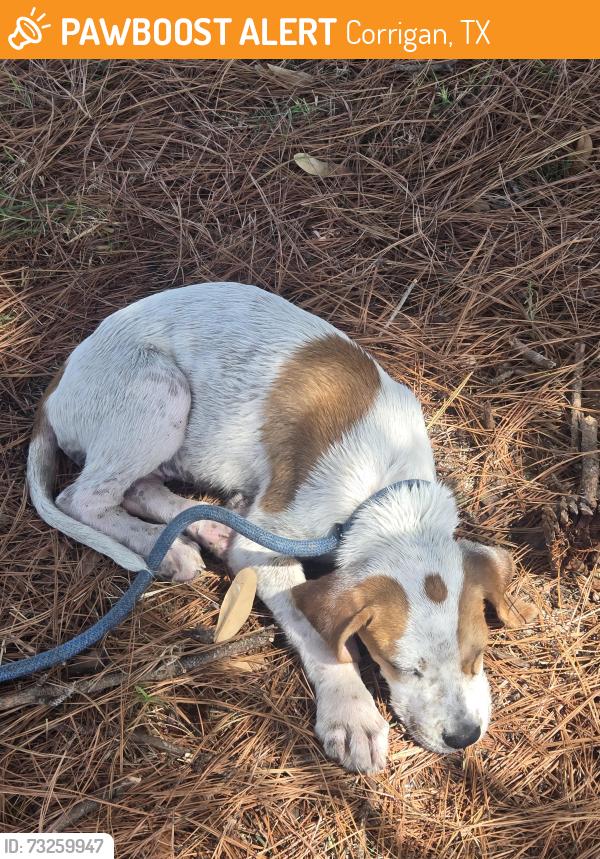 Found/Stray Female Dog last seen Near s home st corrigan tx 75939, Corrigan, TX 75939