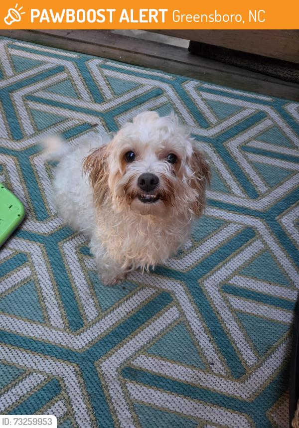 Found/Stray Female Dog last seen Holden, Greensboro, NC 27407