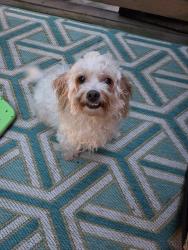 Found/Stray Female Dog last seen Holden, Greensboro, NC 27407