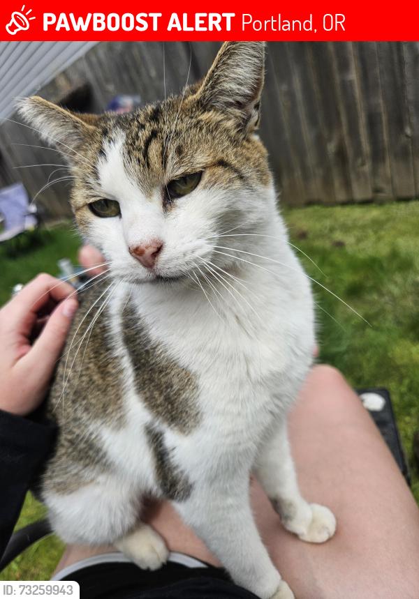 Lost Female Cat last seen 57th and Knapp St, Portland, OR 97206