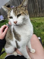 Lost Female Cat last seen 57th and Knapp St, Portland, OR 97206