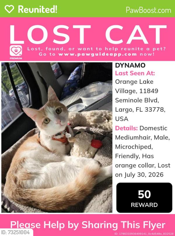 Reunited Male Cat last seen Aldi on seminole, Seminole, FL 33776