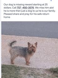 Lost Male Dog last seen Powhatan parkway, Hampton, VA 23661