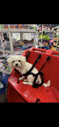 Lost Female Dog last seen Barranca, Covina, CA 91723