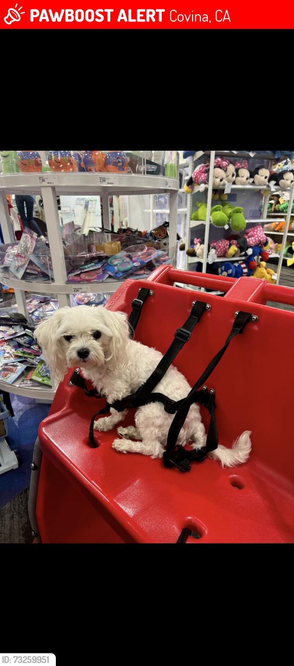 Lost Female Dog last seen Barranca, Covina, CA 91723
