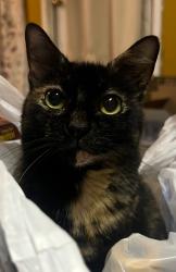 Lost Female Cat last seen The Trails subdivision, Kyle, TX 78640