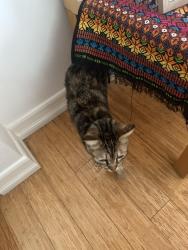 Reunited Female Cat last seen Marco and ashwood, Los Angeles, CA 90066