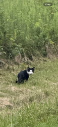 Found/Stray Unknown Cat last seen Sharon woods, Westerville, OH 43081