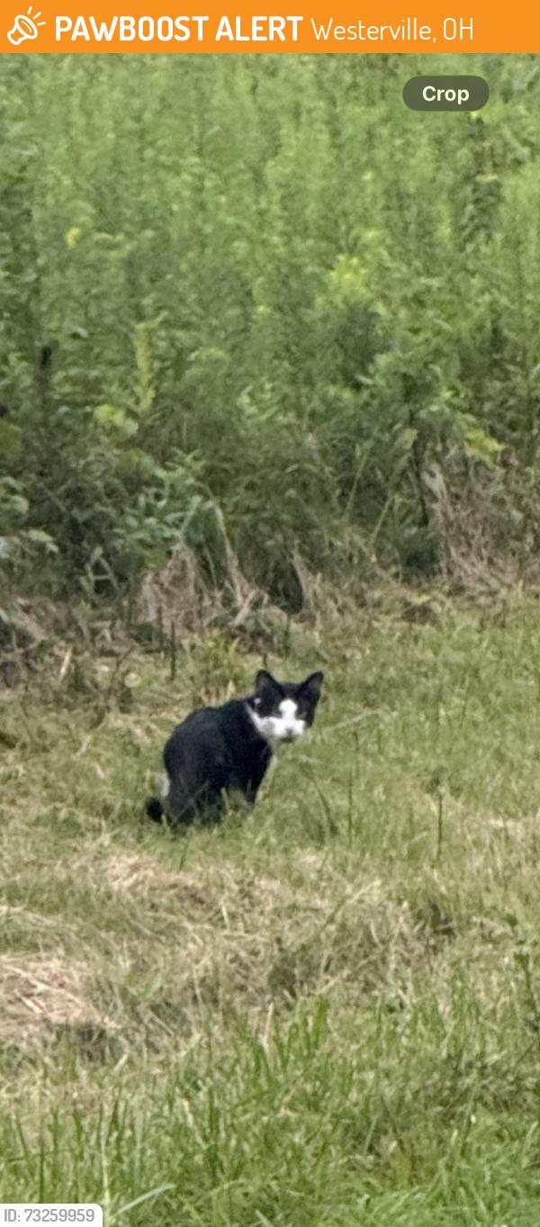 Found/Stray Unknown Cat last seen Sharon woods, Westerville, OH 43081