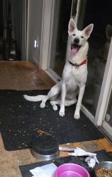 Reunited Female Dog last seen Sudbury St and Waside Inn Rd, Sudbury, Marlborough, MA 01752