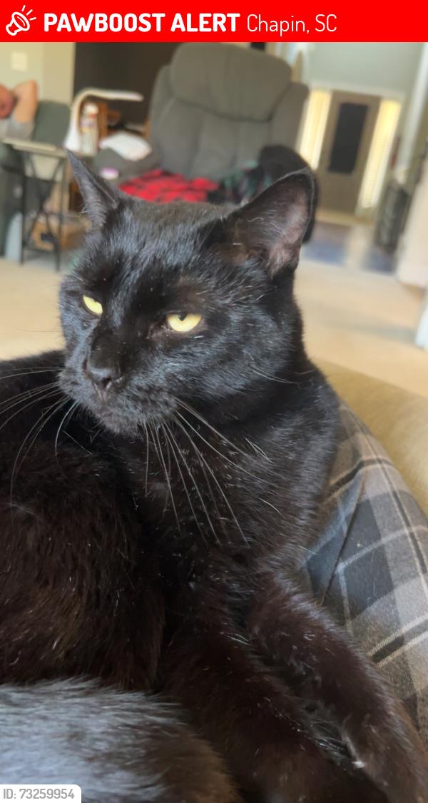 Lost Male Cat last seen Near Get N Go gas station, Chapin, SC 29036