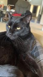 Lost Male Cat last seen Near Get N Go gas station, Chapin, SC 29036