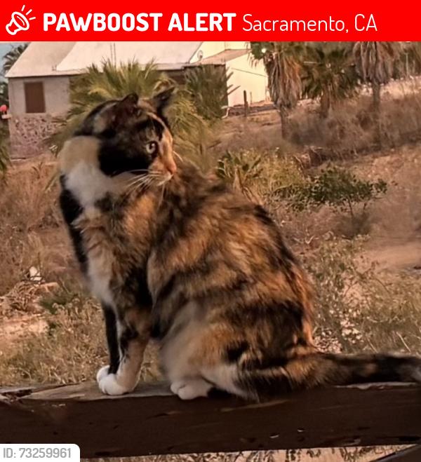 Lost Female Cat last seen Morse / Edison, Sacramento, CA 95821