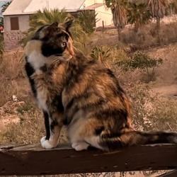 Lost Female Cat last seen Morse / Edison, Sacramento, CA 95821