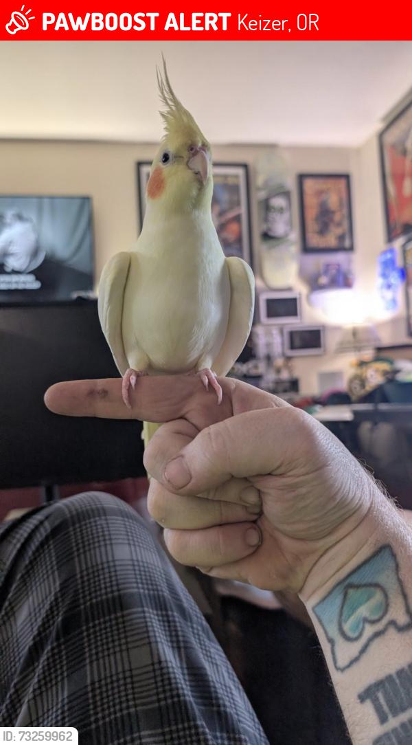 Lost Female Bird last seen Janet and Elizabeth, Keizer, OR 97303