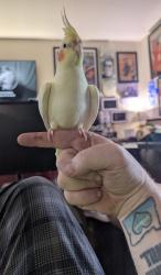 Lost Female Bird last seen Janet and Elizabeth, Keizer, OR 97303
