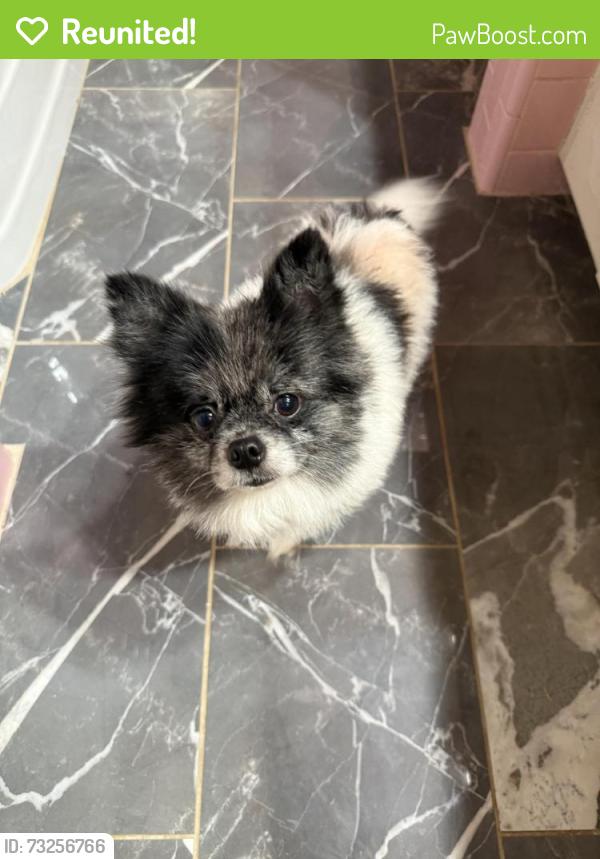 Reunited Male Dog last seen Avenue E, Garland, TX 75040