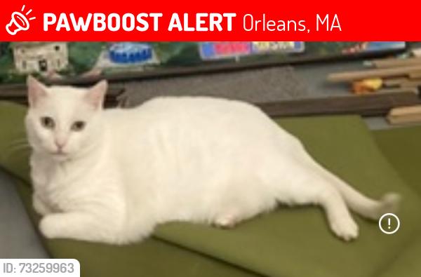 Lost Male Cat last seen Cove Road and 6A-MA, Orleans, MA 02653