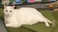 Lost Male Cat last seen Cove Road and 6A-MA, Orleans, MA 02653