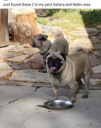 Found/Stray Unknown Dog last seen Sahara and Nellis, Sunrise Manor, NV 89142