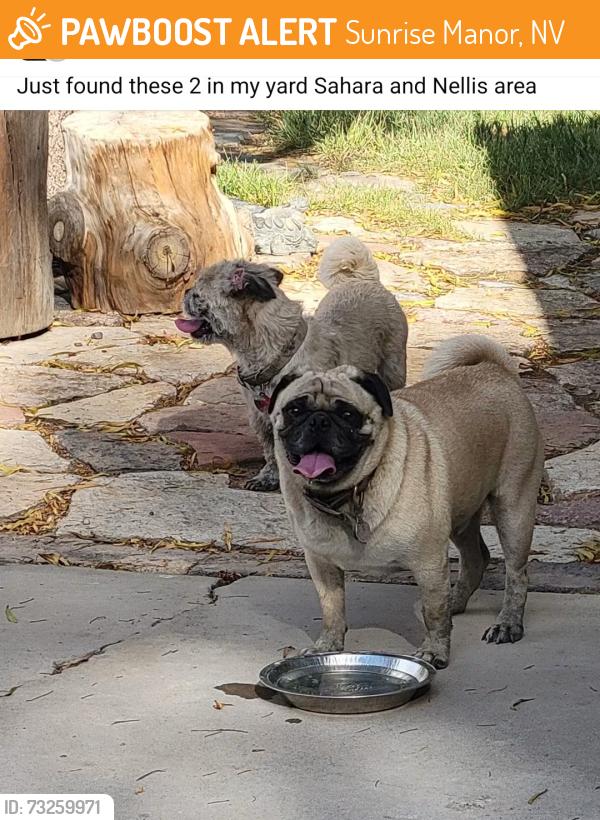 Found/Stray Unknown Dog last seen Sahara and Nellis, Sunrise Manor, NV 89142