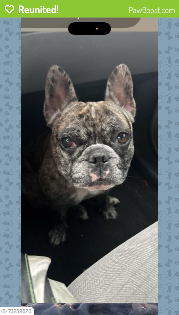 Reunited Female Dog last seen Chillis, Aurora, CO 80016