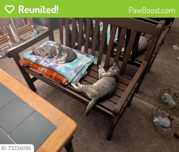 Reunited Female Cat last seen Chiesa, Rowlett, TX 75089