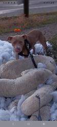 Lost Male Dog last seen Ampm gas station, San Diego, CA 92104