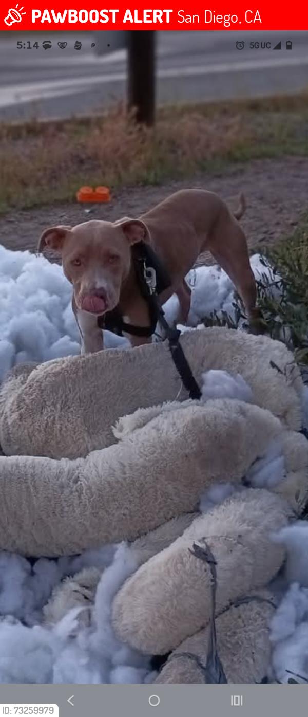 Lost Male Dog last seen Ampm gas station, San Diego, CA 92104