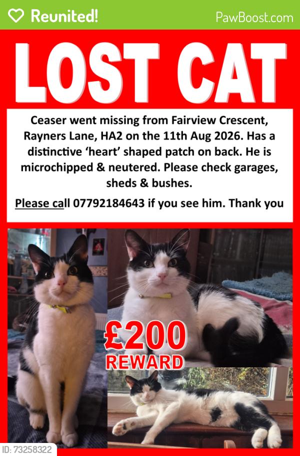 Reunited Male Cat last seen Rayners Lane, Rayners Lane, England HA2 9UB