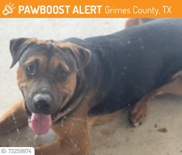 Found/Stray Male Dog last seen St John Dr, Grimes County, TX 77861