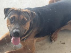 Found/Stray Male Dog last seen St John Dr, Grimes County, TX 77861
