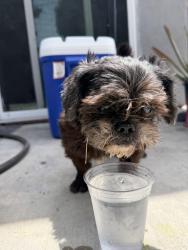 Found/Stray Male Dog last seen Euclid, Broadway, Anaheim, CA 92802