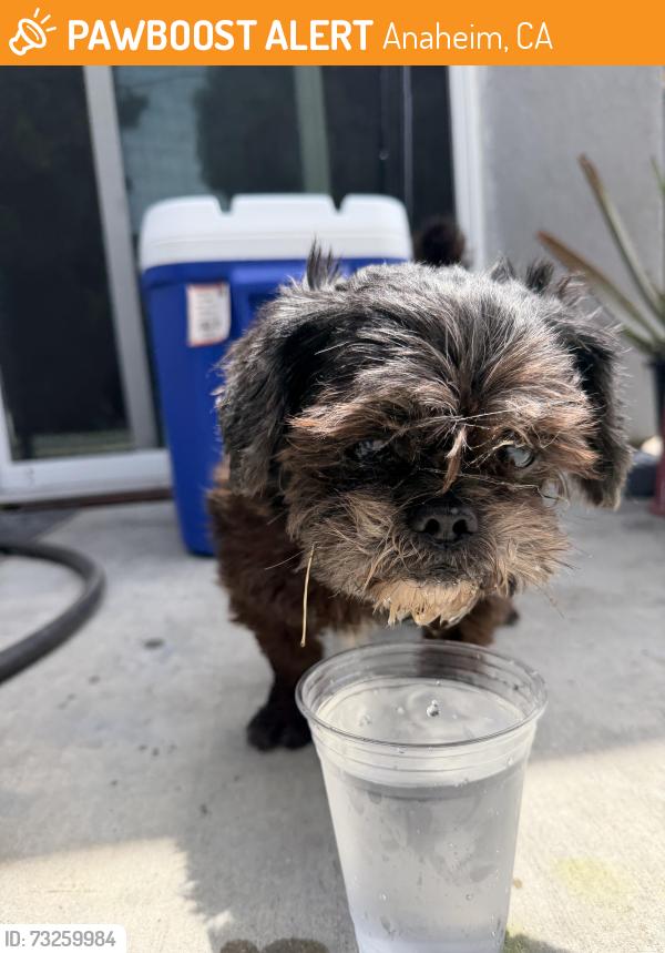 Found/Stray Male Dog last seen Euclid, Broadway, Anaheim, CA 92802