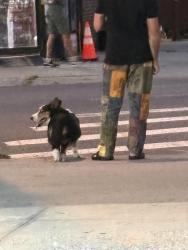 Found/Stray Unknown Dog last seen Near Cortelyou Rd, Brooklyn, NY 11226, Brooklyn, NY 11226